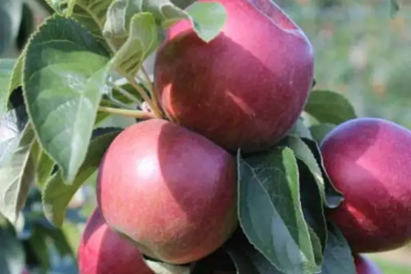 apple fruit trees